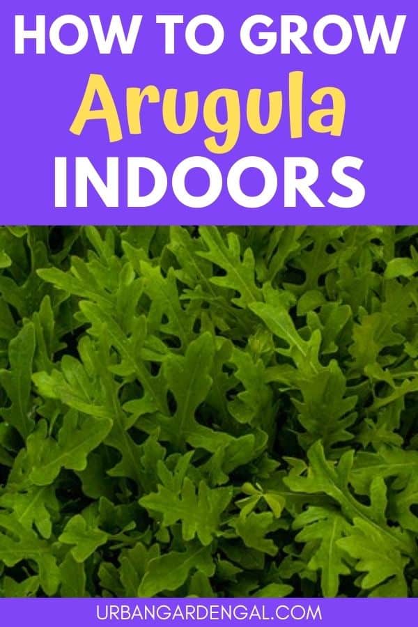 grow arugula indoors