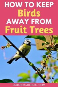 How To Keep Birds Away From Fruit Trees - Urban Garden Gal