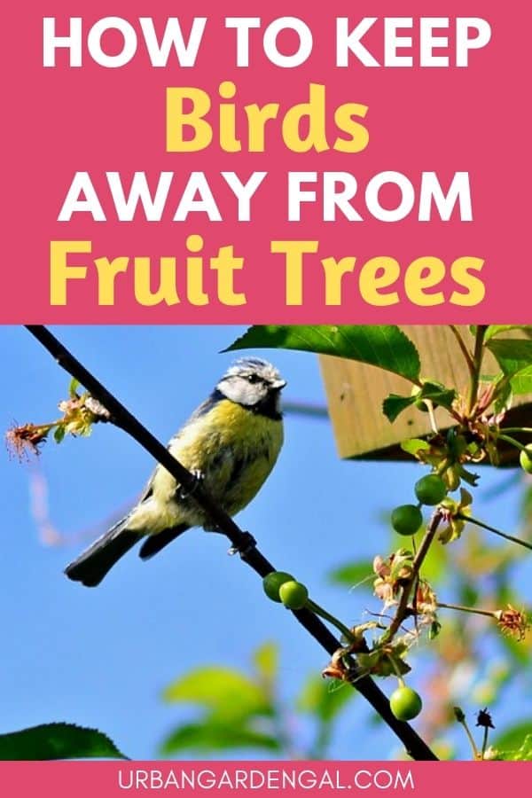 canva birds fruit trees
