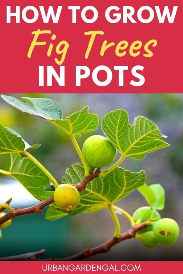 growing fig trees in pots