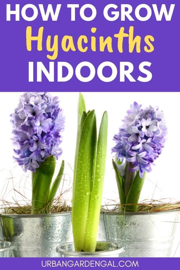 growing hyacinths indoors