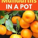 container mandarins