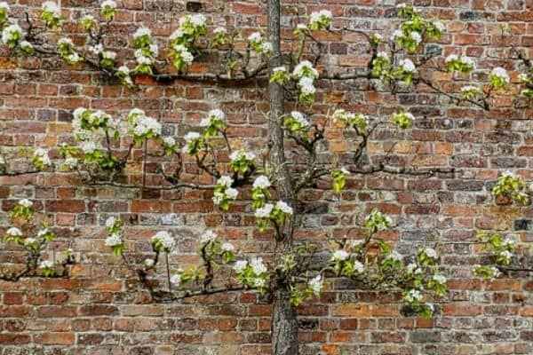 espaliered fruit tree