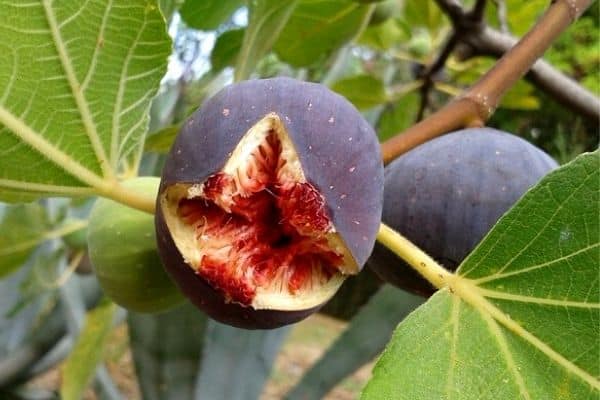 split fig on tree