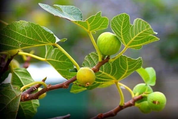 fig tree in container