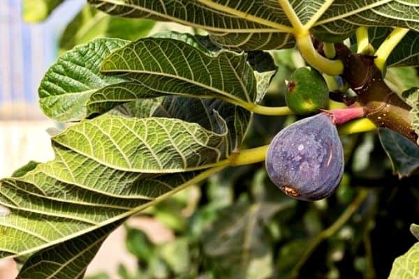 fig tree in a pot