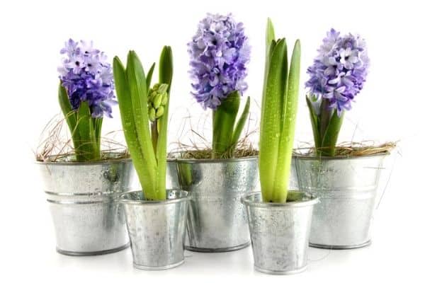 hyacinths growing indoors