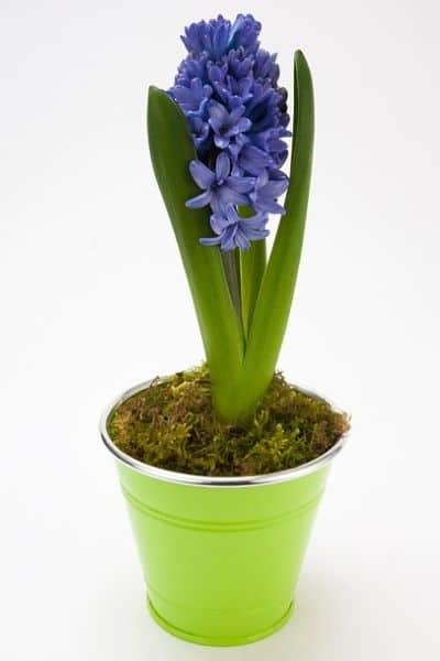 hyacinth flower in a pot