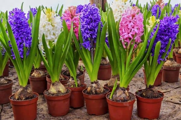 hyacinth flowers in pots