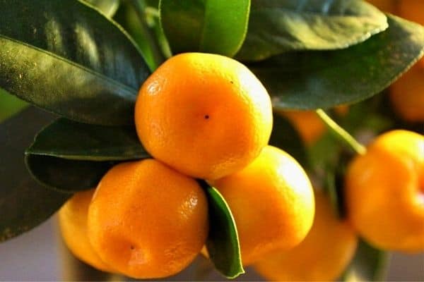 mandarin fruit tree