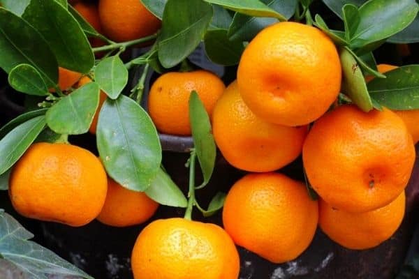 mandarin tree in a pot