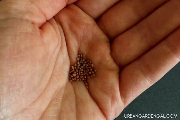 planting arugula seeds