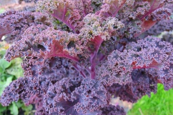 red kale plant