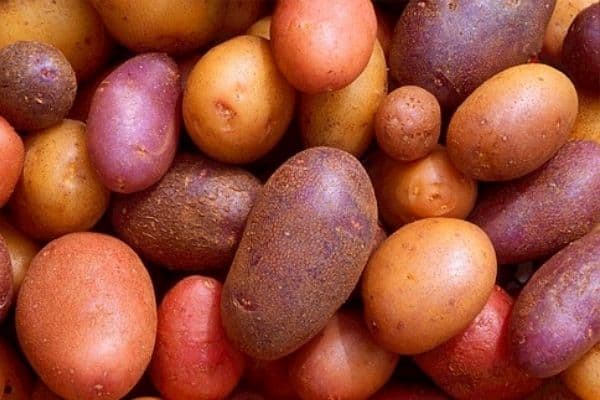 red potatoes