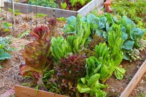 Read more about the article How To Start A Small Backyard Farm