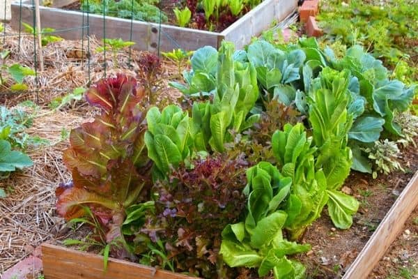 Read more about the article How To Start A Small Backyard Farm