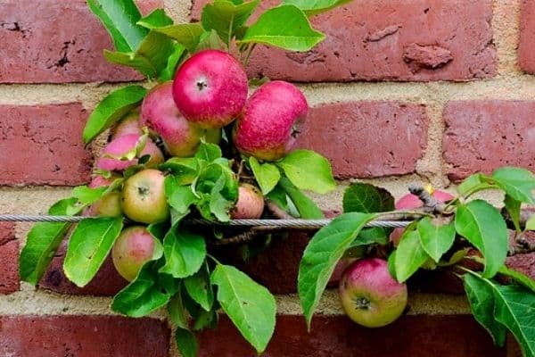 fruit growing on trellis