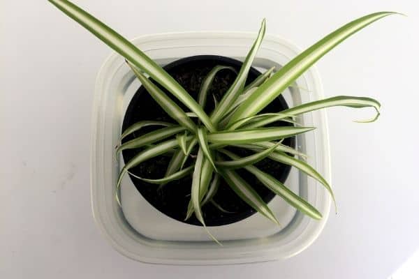 bottom watering indoor plants