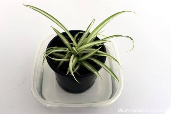 Read more about the article How To Bottom Water Houseplants