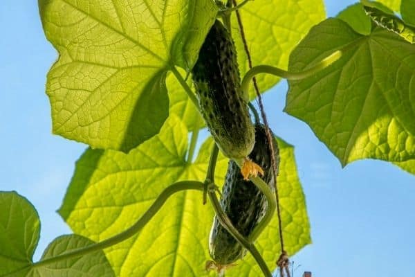 burpless cucumber plants