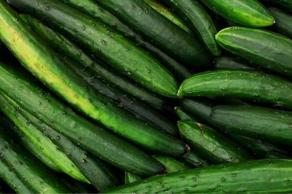 burpless cucumbers