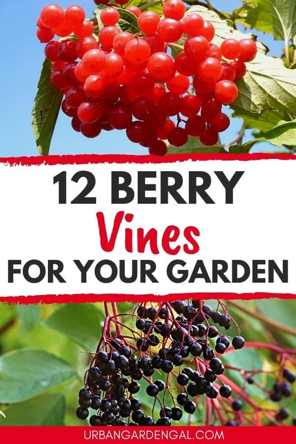 berry vines for your garden
