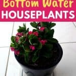 bottom water plants