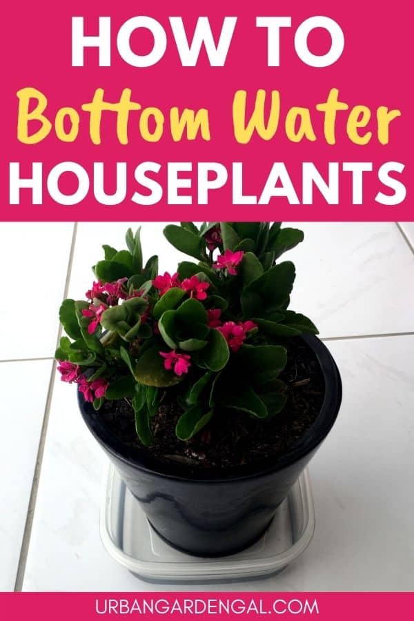 bottom watering plants