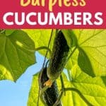 growing burpless cucumbers