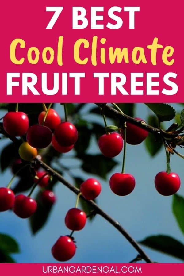 best cold climate fruit trees