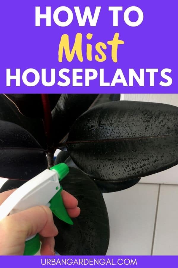 mist house plants