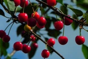 Read more about the article 7 Cool Climate Fruit Trees