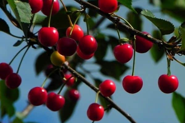 cool climate fruit tree