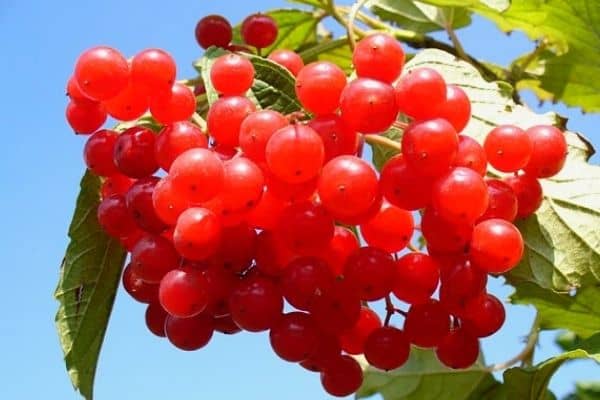 cranberry vine