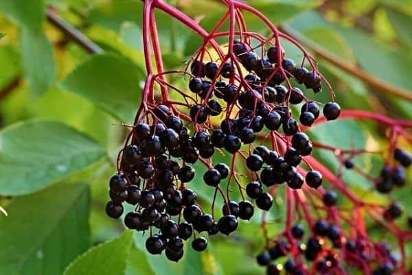 elderberry vine