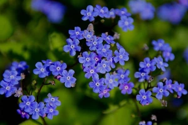 forget me not flowers