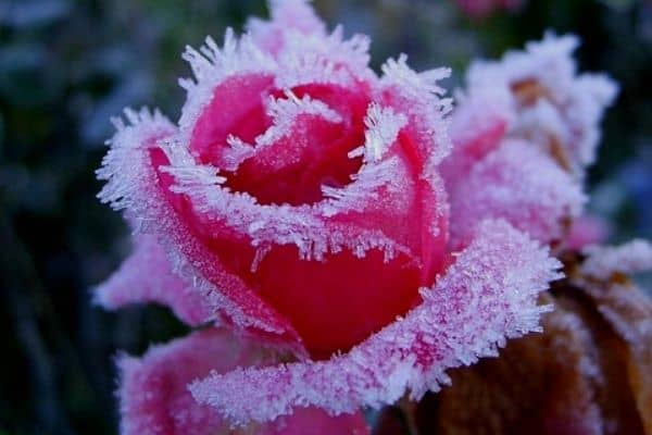 frost tolerant flower plants
