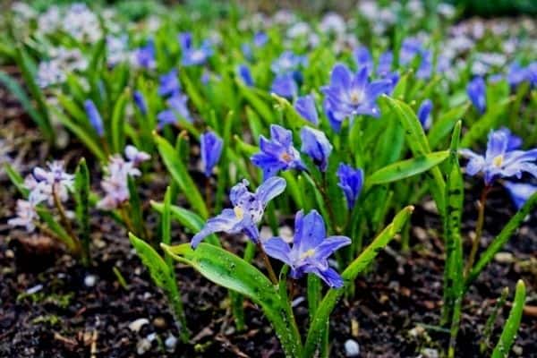 glory of the snow flowers