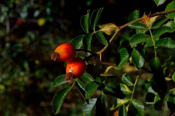 goji berry plant