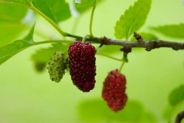 mulberry vine