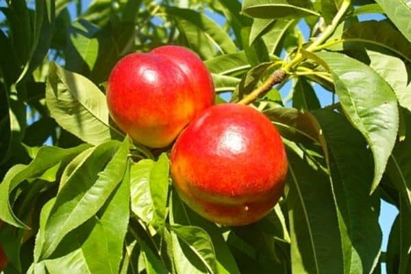 nectarine tree