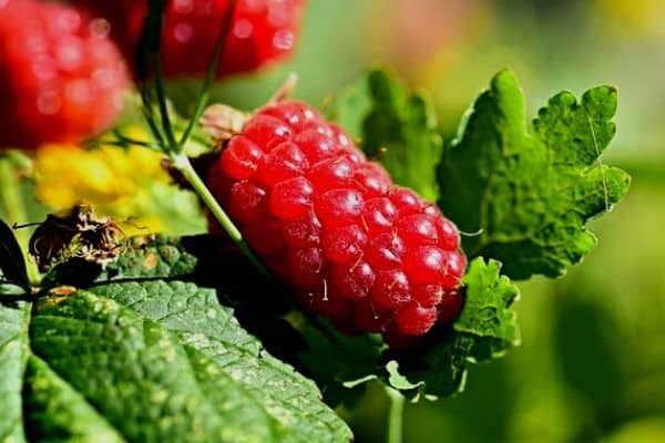 raspberry vine