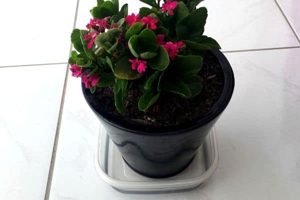 watering houseplant from bottom