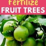 fruit tree fertilizing