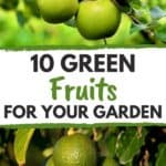 growing green fruits