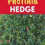 grow a photinia hedge