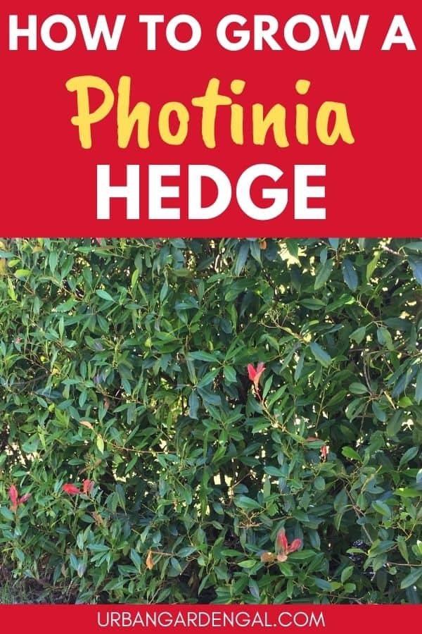 growing a photinia hedge