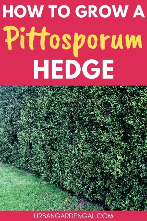 grow pittosporum hedge