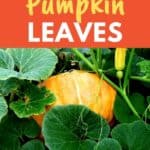 eating pumpkin leaves