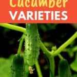 small cucumbers